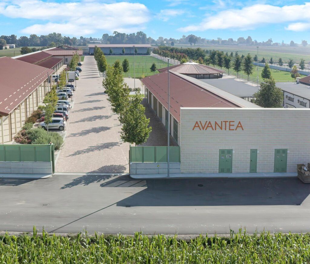 How is working in Avantea